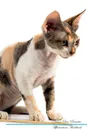 Devon Rex Affirmations Workbook Devon Rex Presents. Positive and Loving Affirmations Workbook. Includes: Mentoring Questions, Guidance, Supporting You. - Live Positivity