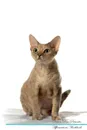 Devon Rex Affirmations Workbook Devon Rex Presents. Positive and Loving Affirmations Workbook. Includes: Mentoring Questions, Guidance, Supporting You. - Live Positivity