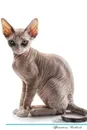 Devon Rex Affirmations Workbook Devon Rex Presents. Positive and Loving Affirmations Workbook. Includes: Mentoring Questions, Guidance, Supporting You. - Live Positivity