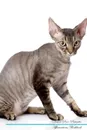 Devon Rex Affirmations Workbook Devon Rex Presents. Positive and Loving Affirmations Workbook. Includes: Mentoring Questions, Guidance, Supporting You. - Live Positivity