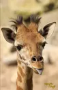 Giraffe Jungle. Pocket-sized Writing Journal With Funny Giraffe Photos on the Front and Back Covers .Compact 110 pages / Black. - Journal Jungle Publishing