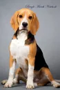 Beagle March Notebook  Beagle Record, Log, Diary, Special Memories, To Do List, Academic Notepad, Scrapbook . More - of Breeds Beauty