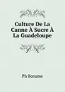 Culture De La Canne A Sucre A La Guadeloupe - Ph. Boname