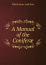 A Manual of the Coniferae - Veitch James And Sons