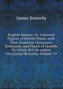 English Botany; Or, Coloured Figures of British Plants, with Their Essential Characters, Synonyms, and Places of Growth: To Which Will Be Added, Occasional Remarks, Volume 19 - James Sowerby