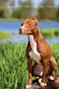 American Pit Bull Terrier July Notebook  American Pit Bull Terrier Record, Log, Diary, Special Memories, To Do List, Academic Notepad, Scrapbook & More - of Breeds Beauty
