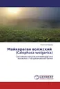 Майкараган волжский (Calophaca wolgarica) - Ольга Соловьева