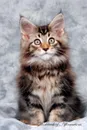 Maine Coon Kitten Workbook of Affirmations Maine Coon Kitten Workbook of Affirmations. Bullet Journal, Food Diary, Recipe Notebook, Planner, To Do List, Scrapbook, Academic Notepad - Alan Haynes