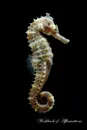 The Rare Seahorse Workbook of Affirmations The Rare Seahorse Workbook of Affirmations. Bullet Journal, Food Diary, Recipe Notebook, Planner, To Do List, Scrapbook, Academic Notepad - Alan Haynes