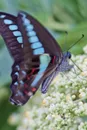 May Butterfly Notebook & Journal. Productivity Work Planner & Idea Notepad. Brainstorm Thoughts, Self Discovery, To Do List - Butterfly Breeze