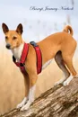 Basenji January Notebook  Basenji Record, Log, Diary, Special Memories, To Do List, Academic Notepad, Scrapbook & More - of Breeds Beauty