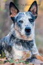 Australian Cattle Dog January Notebook  Australian Cattle Dog Record, Log, Diary, Special Memories, To Do List, Academic Notepad, Scrapbook & More - of Breeds Beauty