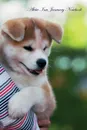 Akita Inu January Notebook  Akita Inu Record, Log, Diary, Special Memories, To Do List, Academic Notepad, Scrapbook & More - of Breeds Beauty