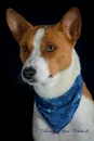 Basenji April Notebook  Basenji Record, Log, Diary, Special Memories, To Do List, Academic Notepad, Scrapbook & More - of Breeds Beauty
