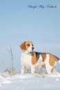 Beagle May Notebook  Beagle Record, Log, Diary, Special Memories, To Do List, Academic Notepad, Scrapbook & More - of Breeds Beauty