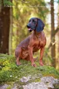 Bavarian Mountain Hound January Notebook  Bavarian Mountain Hound Record, Log, Diary, Special Memories, To Do List, Academic Notepad, Scrapbook & More - of Breeds Beauty