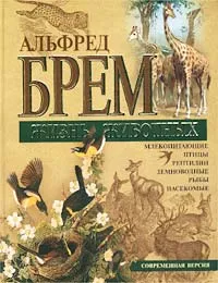 Обложка книги Жизнь животных, Брем Альфред Эдмунд