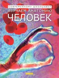 Обложка книги Изучаем анатомию: Человек, Кирстин Роджерс, Коринн Хендерсон