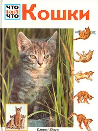 Обложка книги Кошки, Райнер Кёте