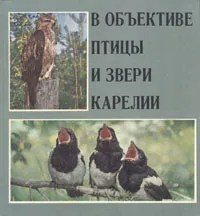 Обложка книги В объективе птицы и звери Карелии, Петр Данилов