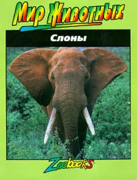 Обложка книги Слоны, Автор не указан