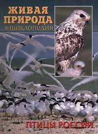 Обложка книги Живая природа. Птицы России. Энциклопедия, В. Иваницкий
