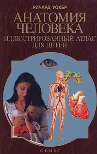 Обложка книги Анатомия человека. Иллюстрированный атлас для детей, Ричард Уокер