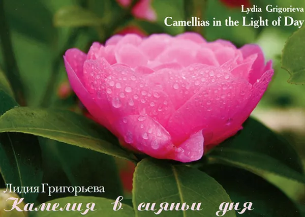 Обложка книги Камелия в сияньи дня / Camellias in the Light of Day (набор из 13 открыток), Лидия Григорьева