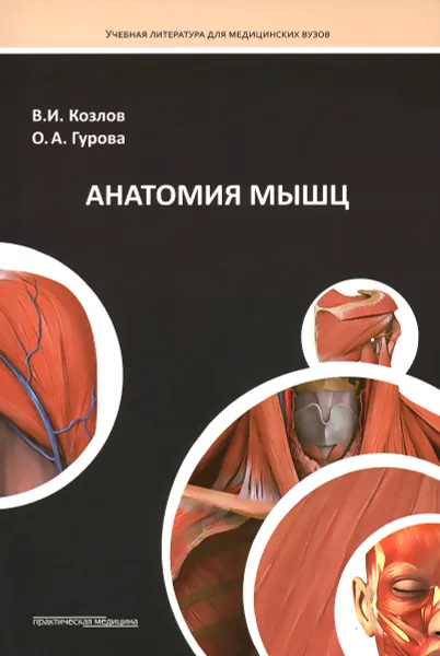 Обложка книги Анатомия мышц. Учебное пособие, В. И. Козлов, О. А. Гурова