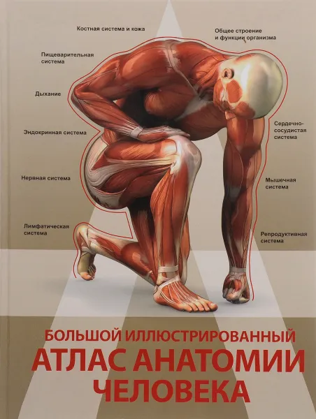 Обложка книги Большой иллюстрированный атлас анатомии человека, А. Р. Спектор