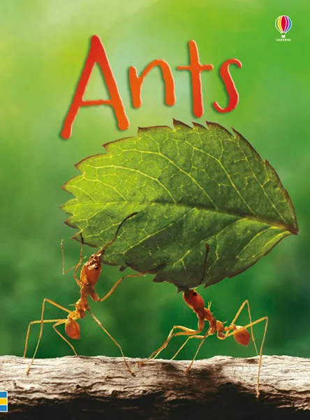 Обложка книги Ants, Lucy Bowman