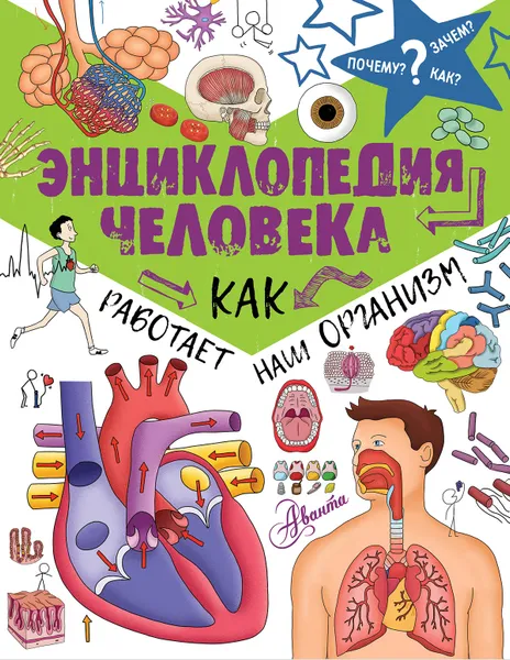 Обложка книги Энциклопедия человека. Как работает наш организм, Джон Фарндон