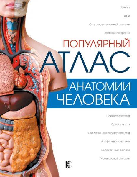 Обложка книги Популярный атлас анатомии человека, Л. Н. Палычева, Н. В. Лазарев