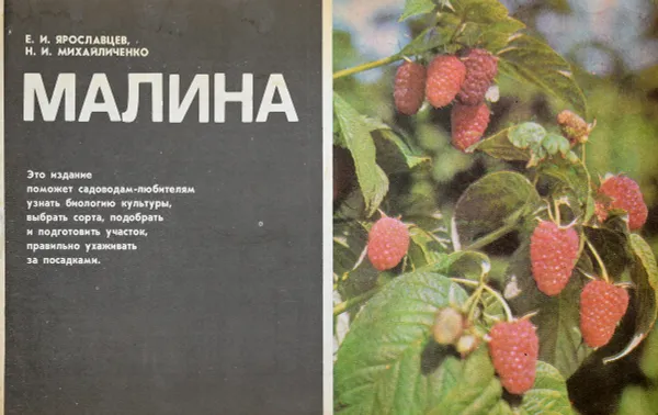 Обложка книги Малина, Ярославцев Е.И., Михайличенко Н.И.