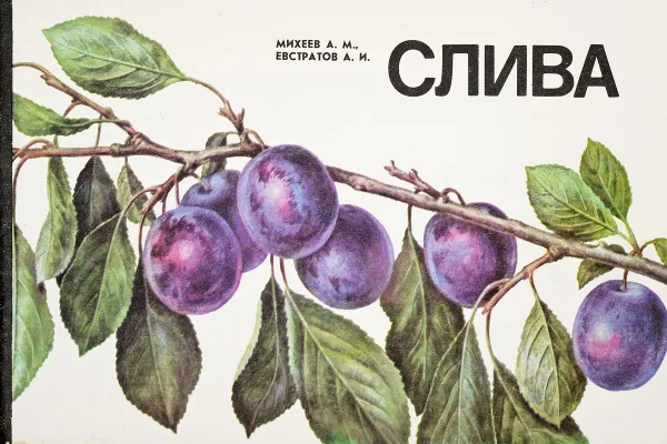 Обложка книги Слива, Михеев А. М., Евстратов А. И.