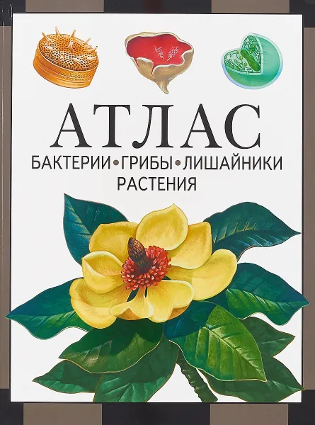 Обложка книги Атлас. Бактерии, грибы, лишайники, растения, И. В. Черепанов