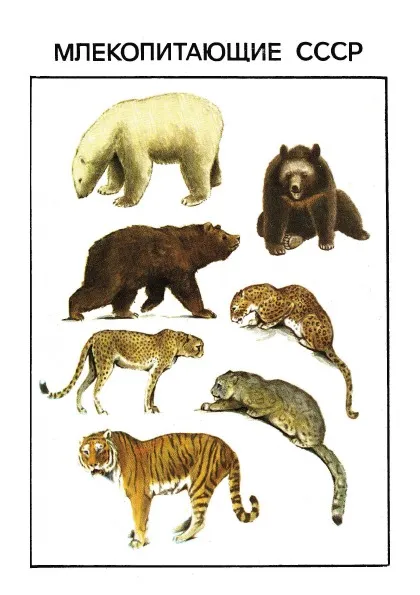 Обложка книги Млекопитающие СССР, В. Флинт, Ю.Д. Чугунов, В.М. Смирин