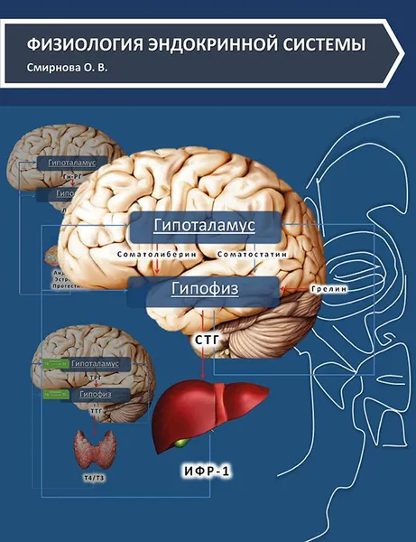 Обложка книги Физиология эндокринной системы: учебное пособие, Смирнова Ольга Вячеславовна