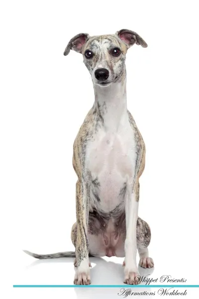 Обложка книги Whippet Affirmations Workbook Whippet Presents. Positive and Loving Affirmations Workbook. Includes: Mentoring Questions, Guidance, Supporting You., Live Positivity