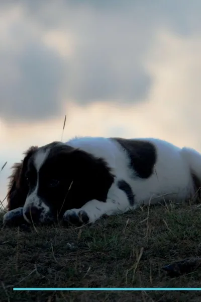 Обложка книги English Springer Spaniel Affirmations Workbook English Springer Spaniel Presents. Positive and Loving Affirmations Workbook. Includes: Mentoring Questions, Guidance, Supporting You., Live Positivity