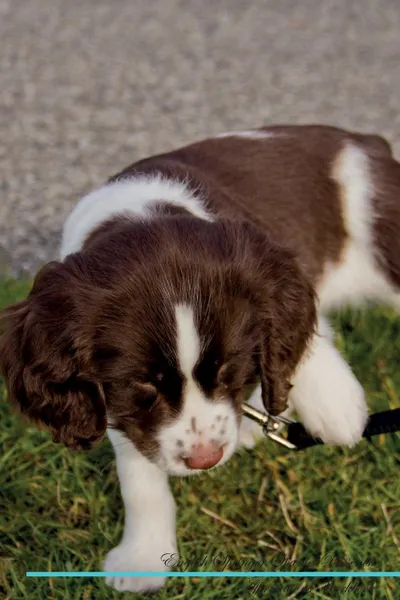 Обложка книги English Springer Spaniel Affirmations Workbook English Springer Spaniel Presents. Positive and Loving Affirmations Workbook. Includes: Mentoring Questions, Guidance, Supporting You., Live Positivity