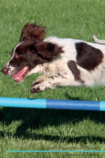 Обложка книги English Springer Spaniel Affirmations Workbook English Springer Spaniel Presents. Positive and Loving Affirmations Workbook. Includes: Mentoring Questions, Guidance, Supporting You., Live Positivity