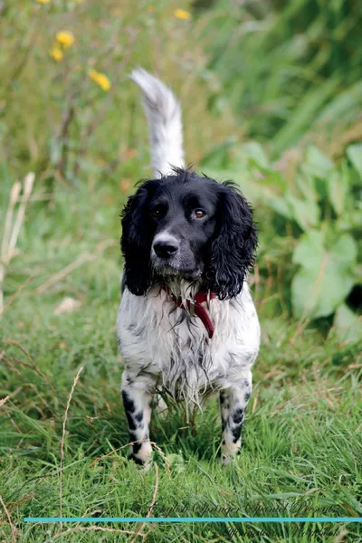 Обложка книги English Springer Spaniel Affirmations Workbook English Springer Spaniel Presents. Positive and Loving Affirmations Workbook. Includes: Mentoring Questions, Guidance, Supporting You., Live Positivity