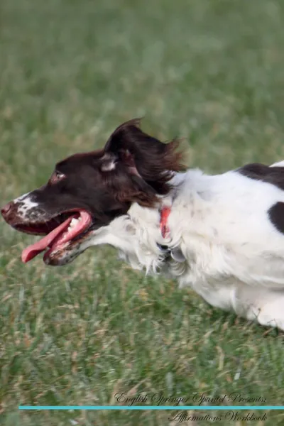 Обложка книги English Springer Spaniel Affirmations Workbook English Springer Spaniel Presents. Positive and Loving Affirmations Workbook. Includes: Mentoring Questions, Guidance, Supporting You., Live Positivity