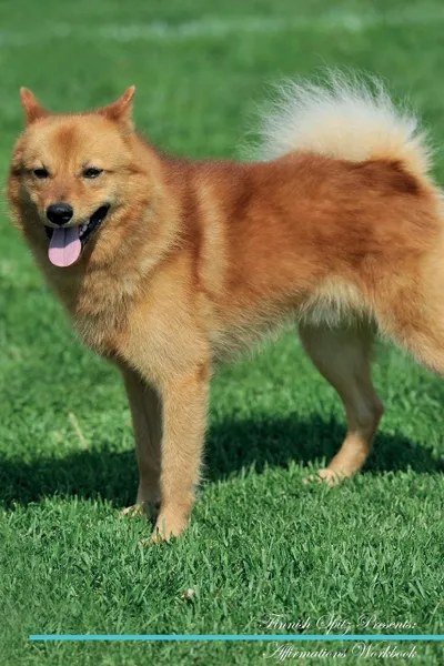 Обложка книги Finnish Spitz Affirmations Workbook Finnish Spitz Presents. Positive and Loving Affirmations Workbook. Includes: Mentoring Questions, Guidance, Supporting You., Live Positivity