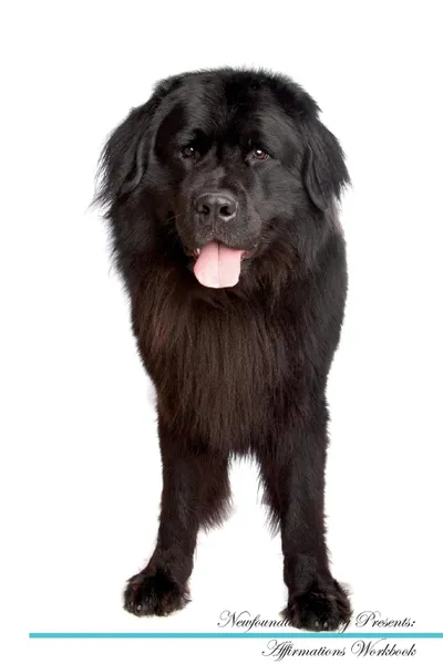 Обложка книги Newfoundland Dog Affirmations Workbook Newfoundland Dog Presents. Positive and Loving Affirmations Workbook. Includes: Mentoring Questions, Guidance, Supporting You., Live Positivity