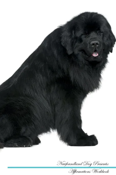 Обложка книги Newfoundland Dog Affirmations Workbook Newfoundland Dog Presents. Positive and Loving Affirmations Workbook. Includes: Mentoring Questions, Guidance, Supporting You., Live Positivity