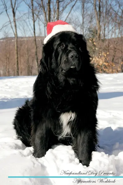 Обложка книги Newfoundland Dog Affirmations Workbook Newfoundland Dog Presents. Positive and Loving Affirmations Workbook. Includes: Mentoring Questions, Guidance, Supporting You., Live Positivity