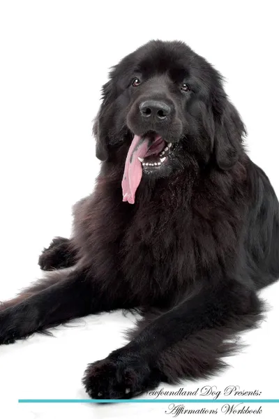 Обложка книги Newfoundland Dog Affirmations Workbook Newfoundland Dog Presents. Positive and Loving Affirmations Workbook. Includes: Mentoring Questions, Guidance, Supporting You., Live Positivity