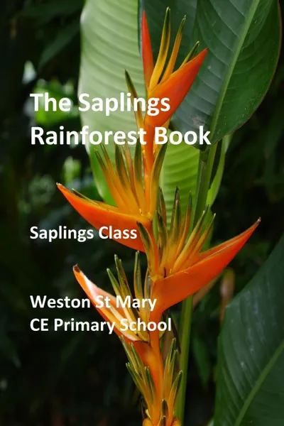 Обложка книги The Saplings Rainforest Book, Weston St Mary School (Saplings Class)